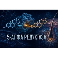 5-алфа редуктаза и DHT