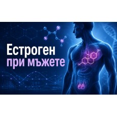 Естрадиол при мъжете: функции, високи и ниски стойности