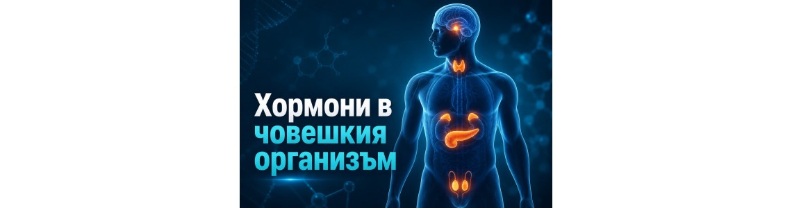 Хормоните в човешкия организъм – пълна карта на ендокринната система
