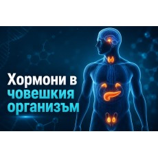Хормоните в човешкия организъм – пълна карта на ендокринната система