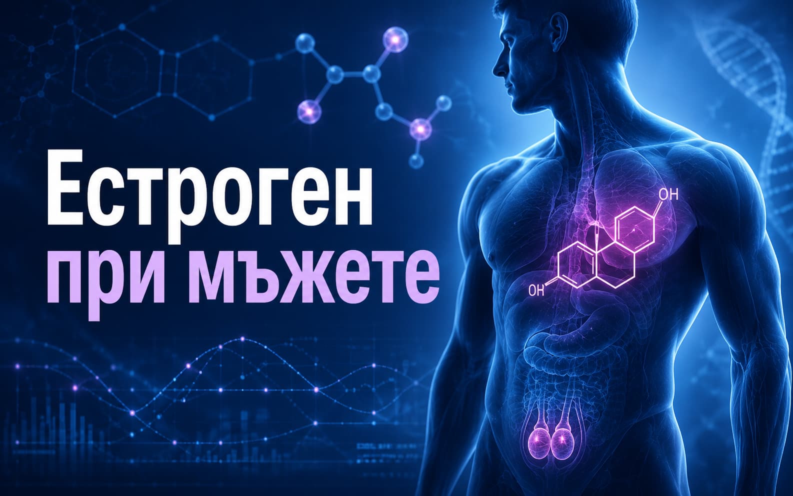 Естроген при мъжете – функции, високи и ниски стойности
